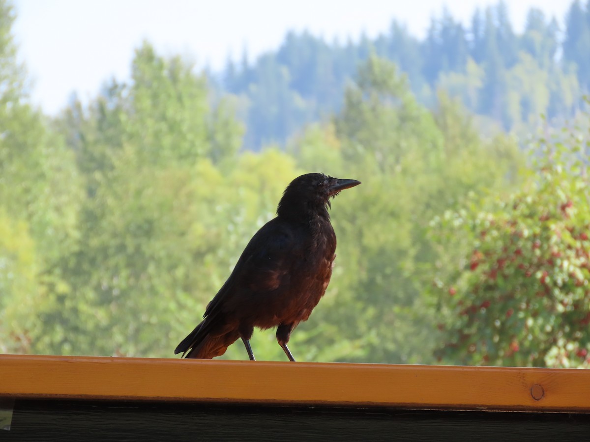 American Crow - ML641022104