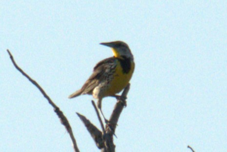 Eastern Meadowlark - ML641022113