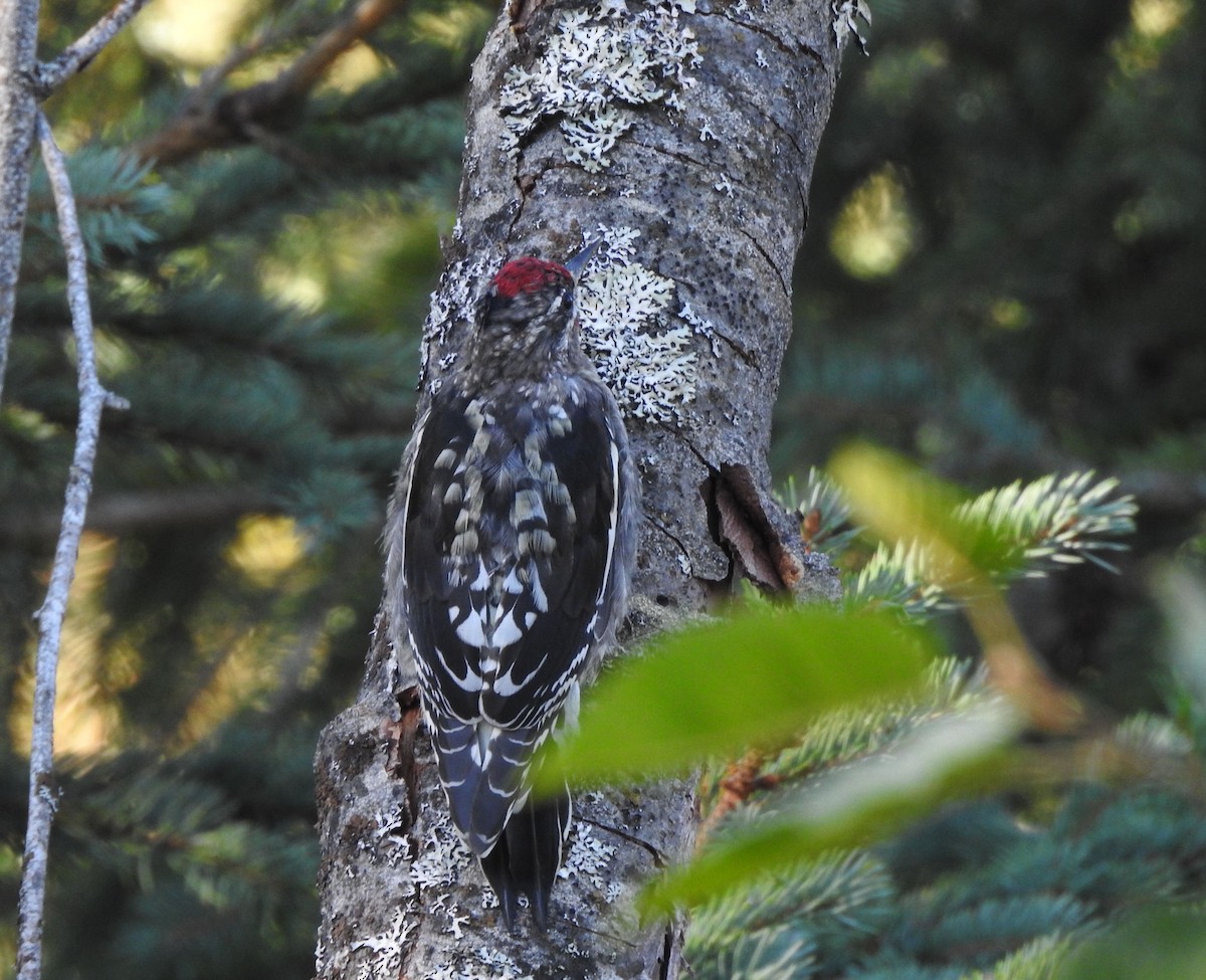 Red-naped Sapsucker - ML641022117