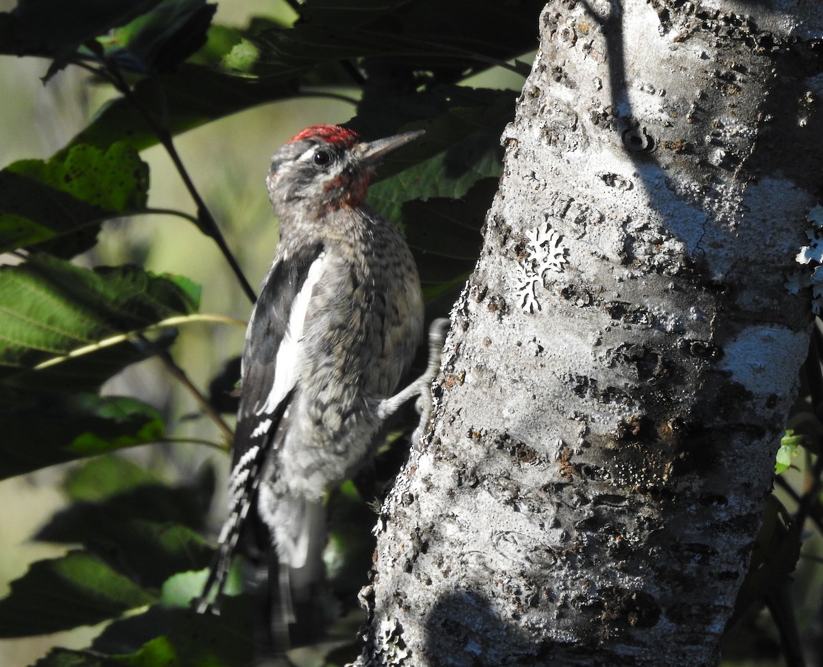 Red-naped Sapsucker - ML641022118