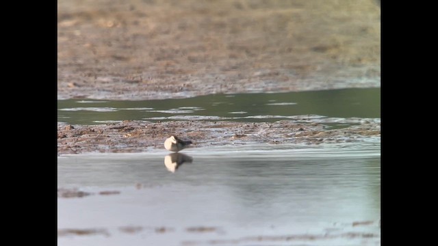 Red-necked Phalarope - ML641022128