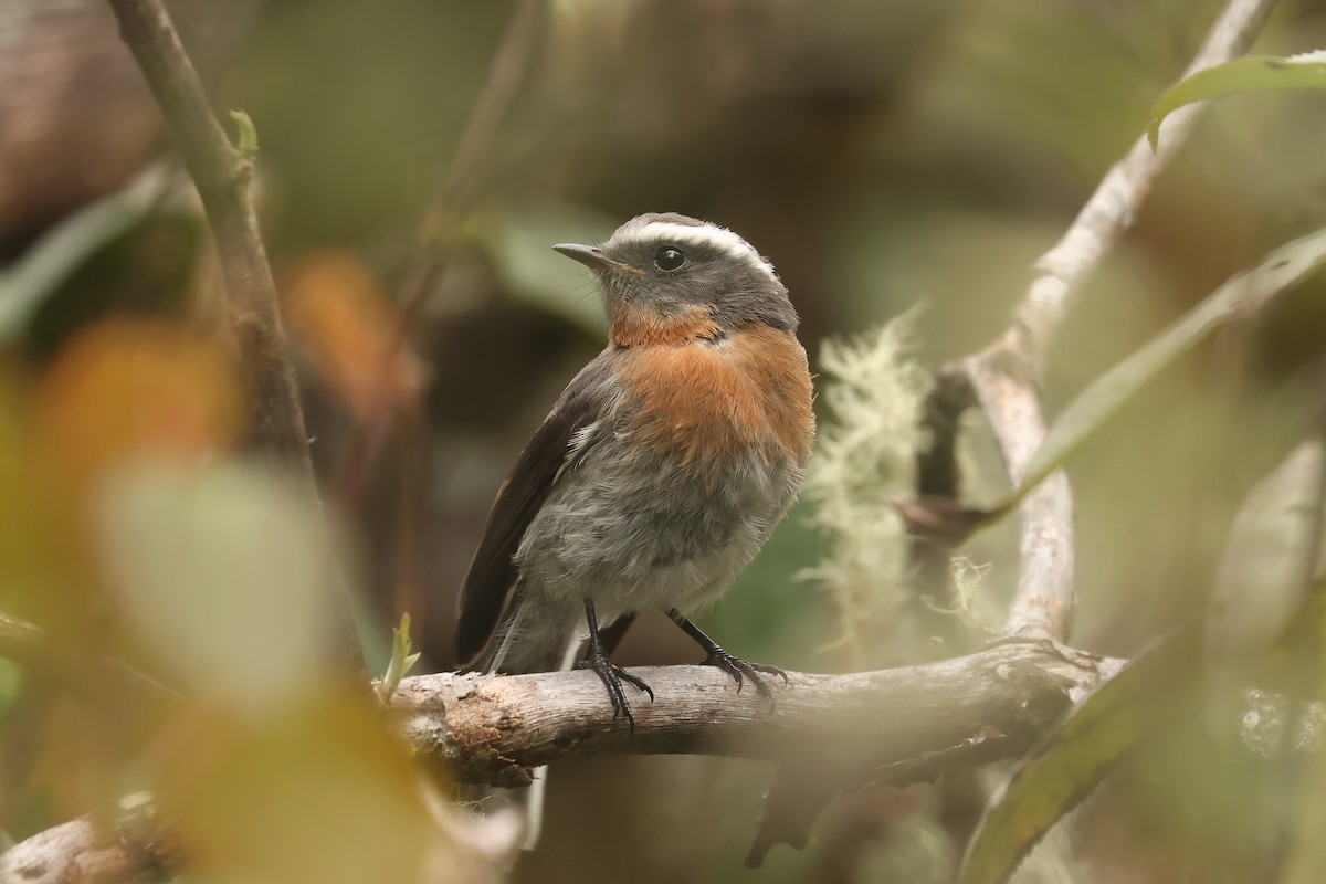 Rufous-breasted Chat-Tyrant - ML641022136