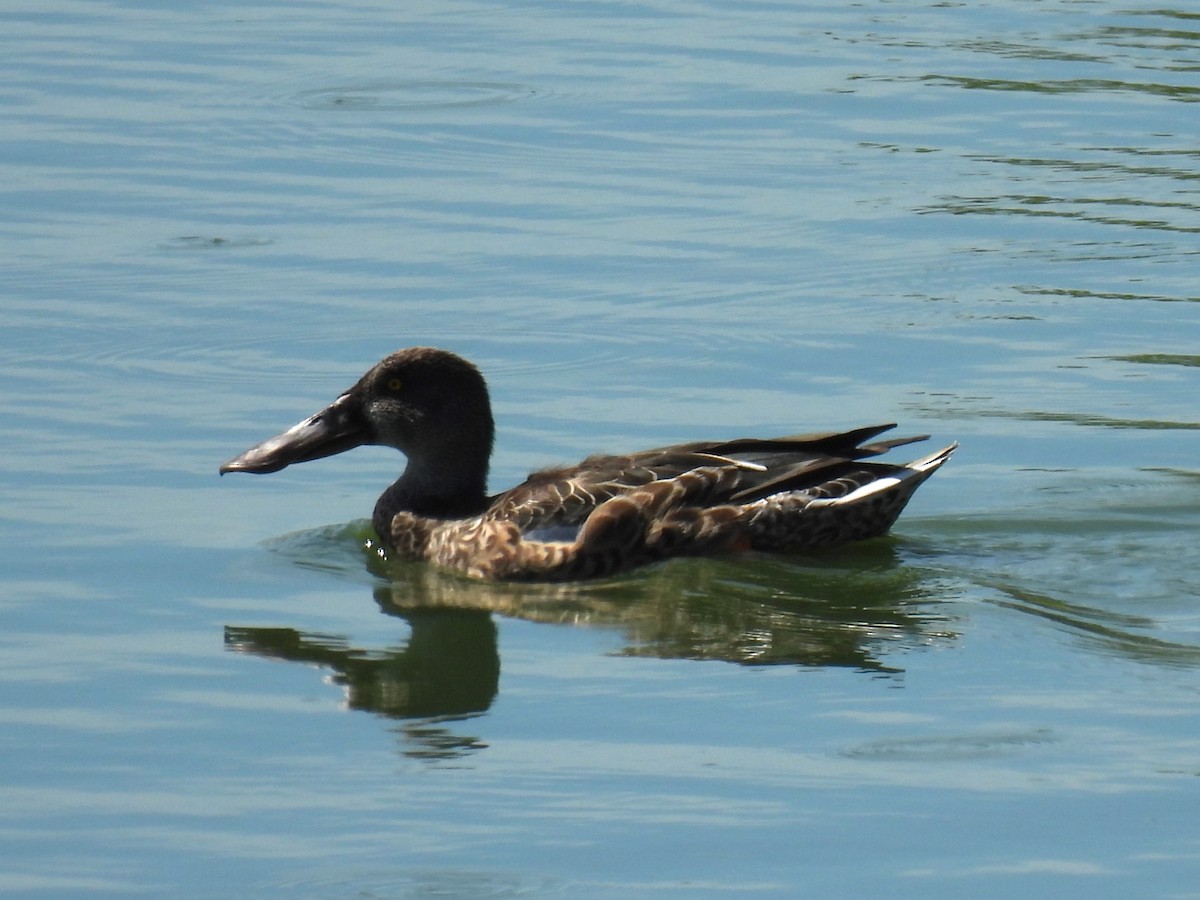 Northern Shoveler - ML641022140