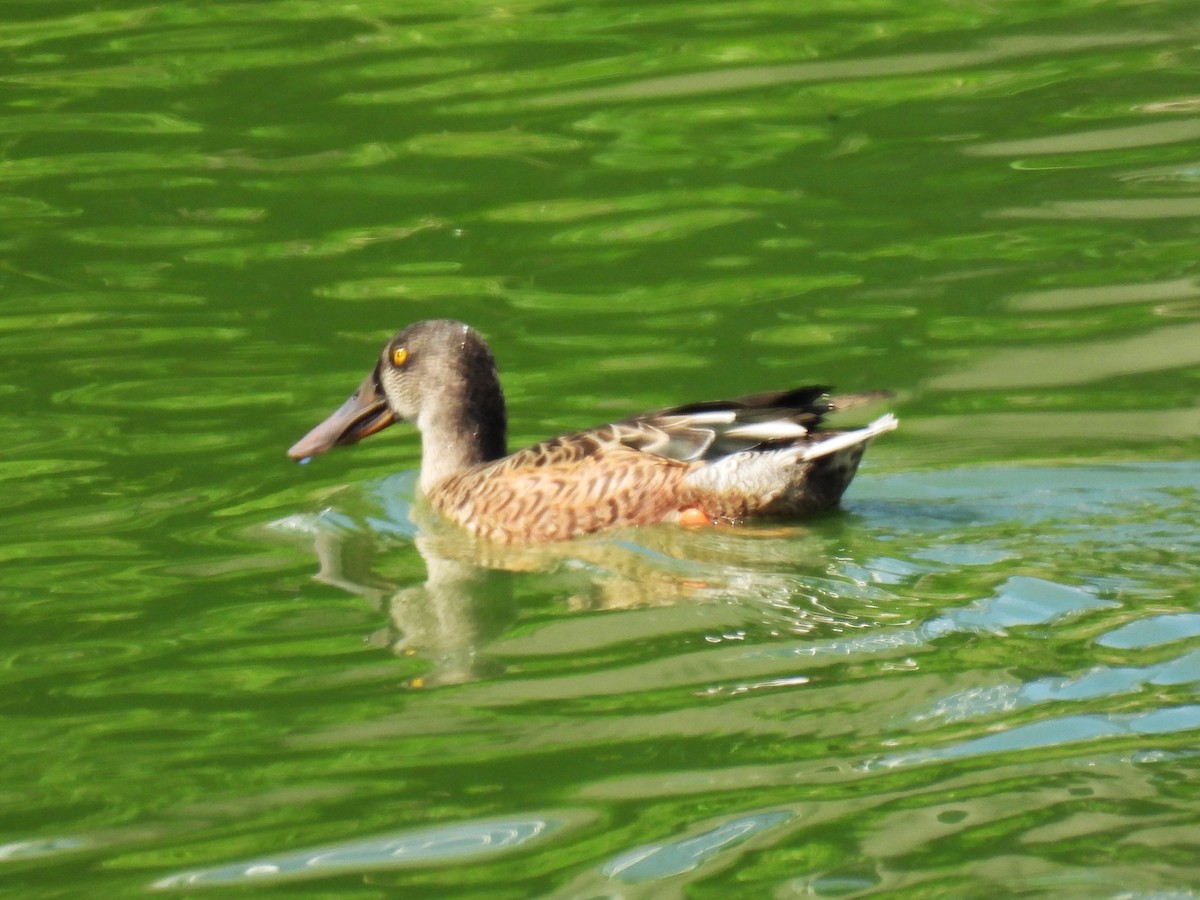 Northern Shoveler - ML641022142