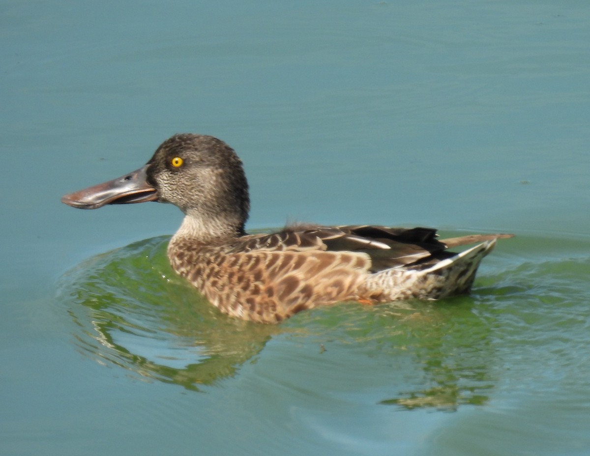 Northern Shoveler - ML641022143