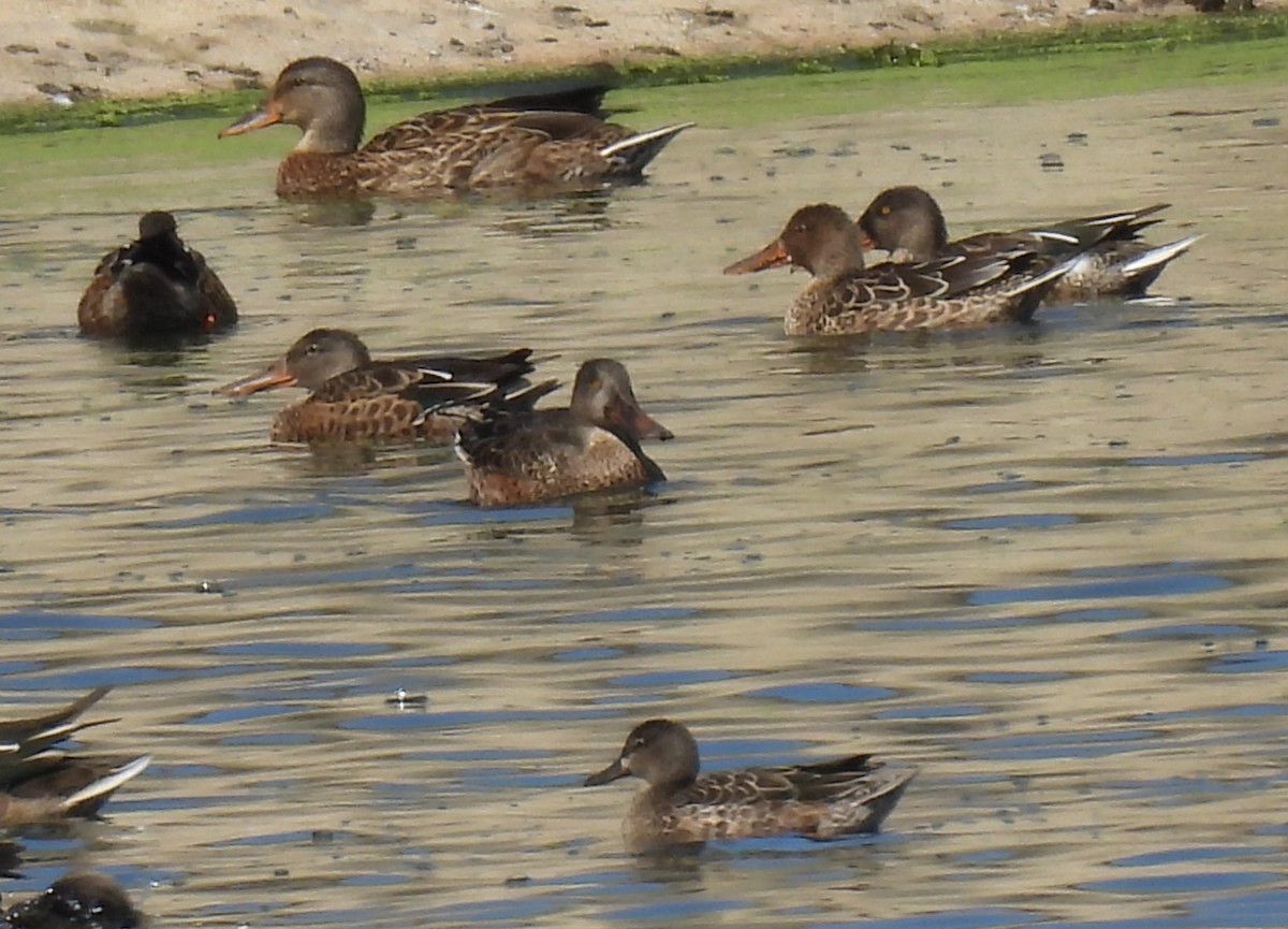 Northern Shoveler - ML641022144