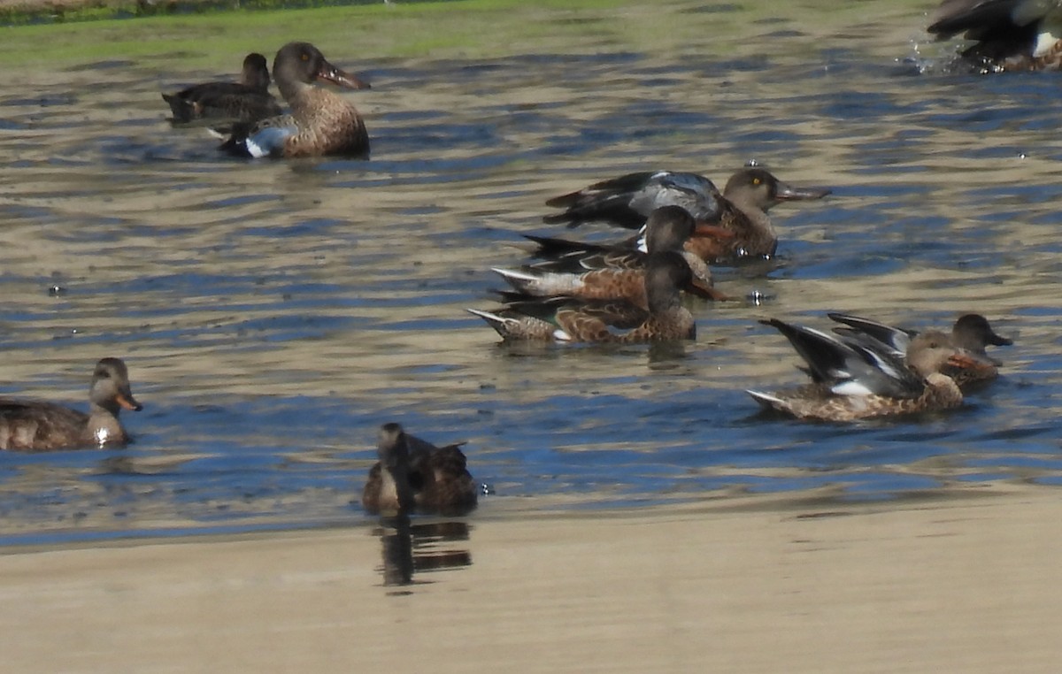 Northern Shoveler - ML641022145