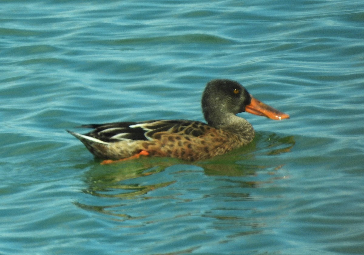 Northern Shoveler - ML641022146