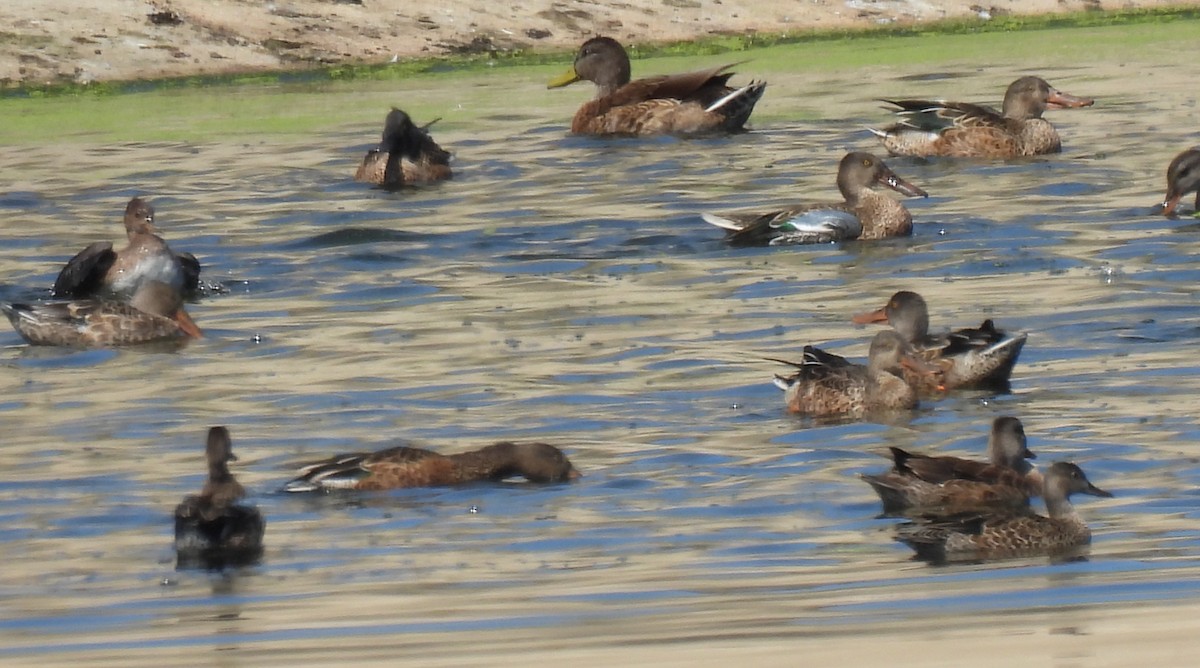 Northern Shoveler - ML641022147