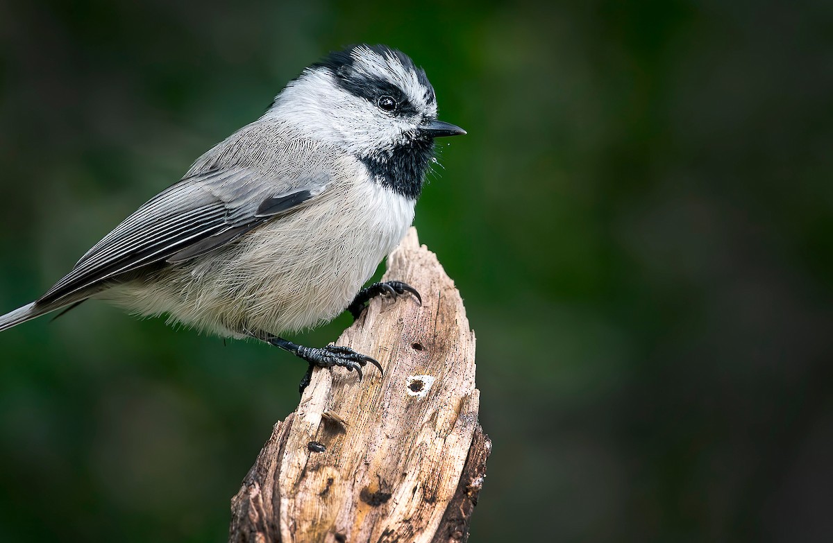 Mountain Chickadee - ML641022188