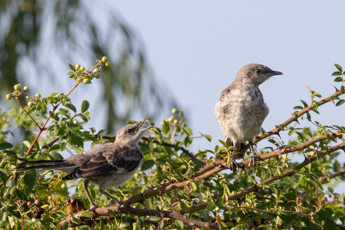 Northern Mockingbird - ML641022189