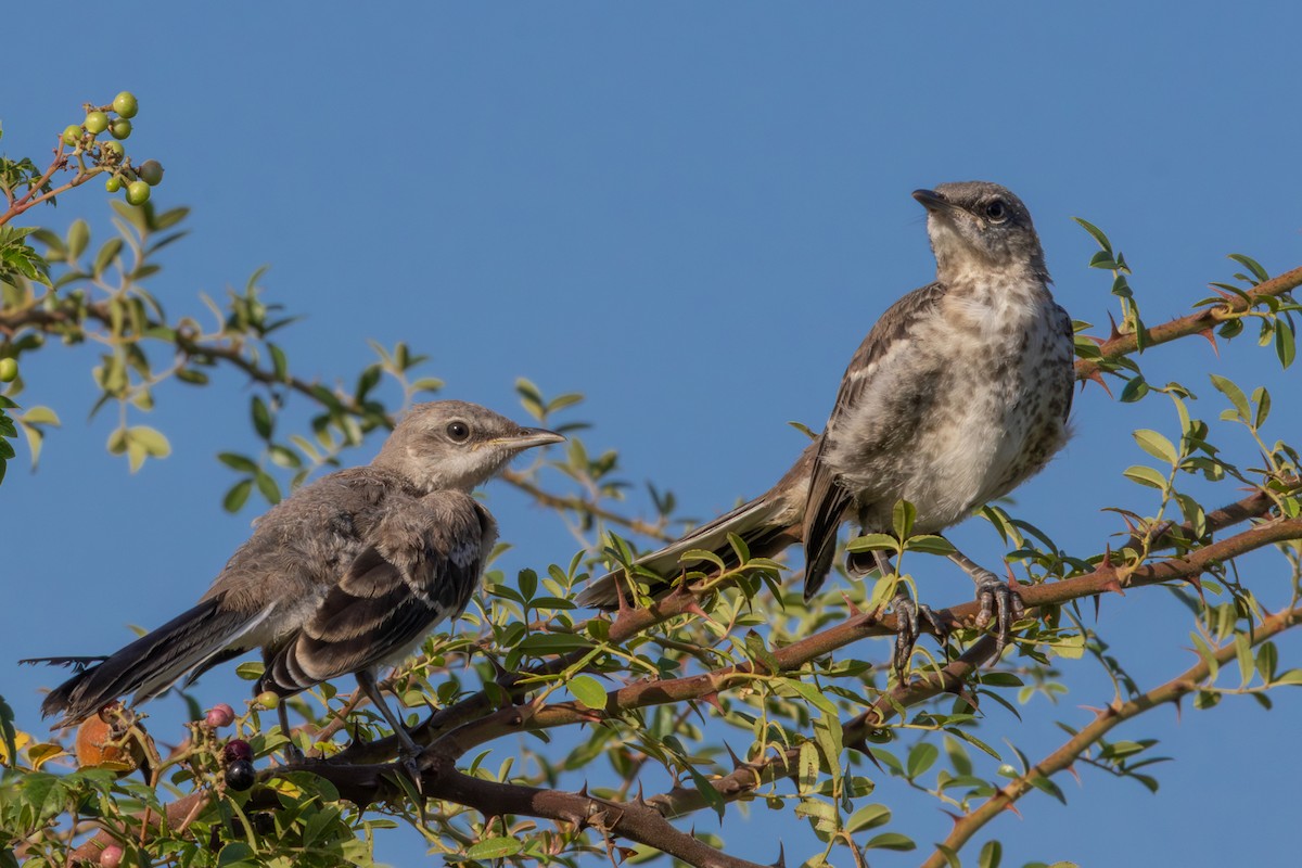 Northern Mockingbird - ML641022190