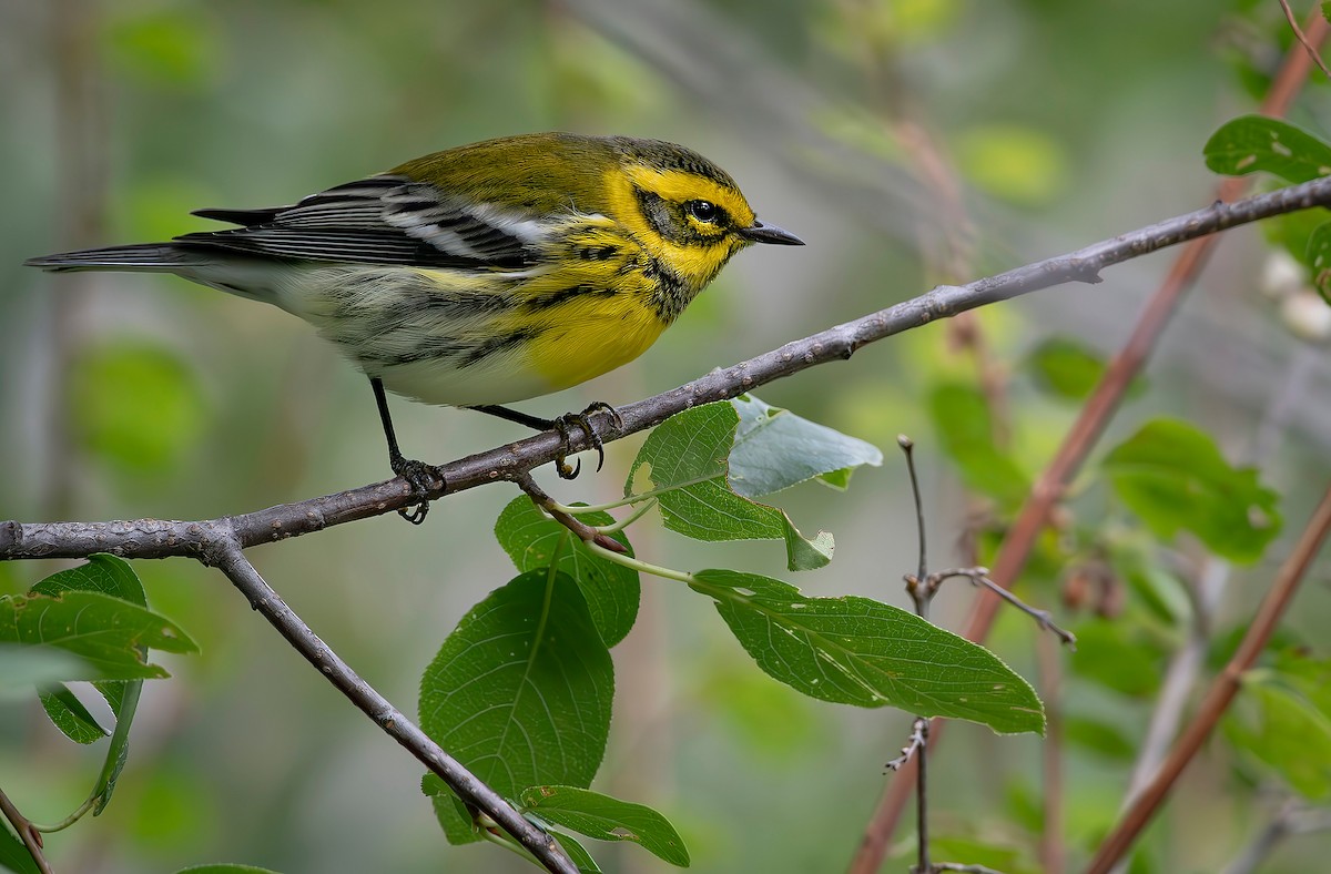 Townsend's Warbler - ML641022200