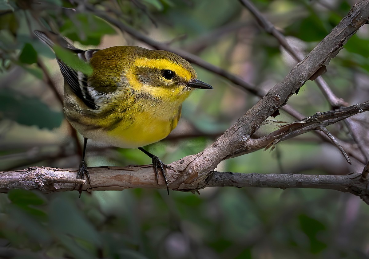 Townsend's Warbler - ML641022201