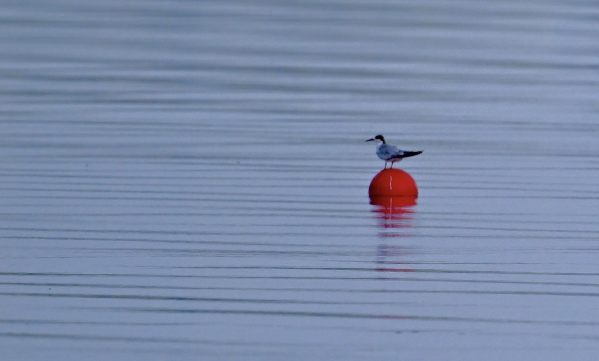 Common Tern - ML641022220