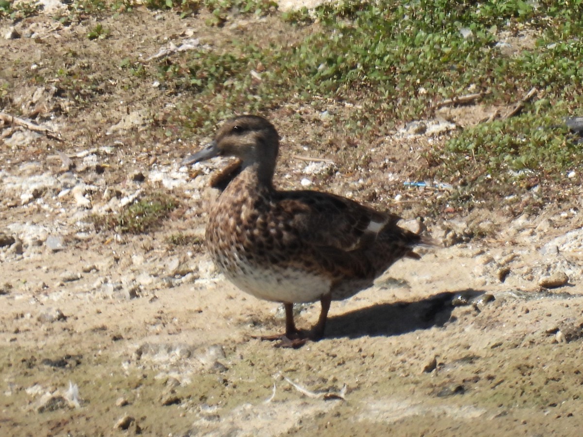 Boz Ördek - ML641022230