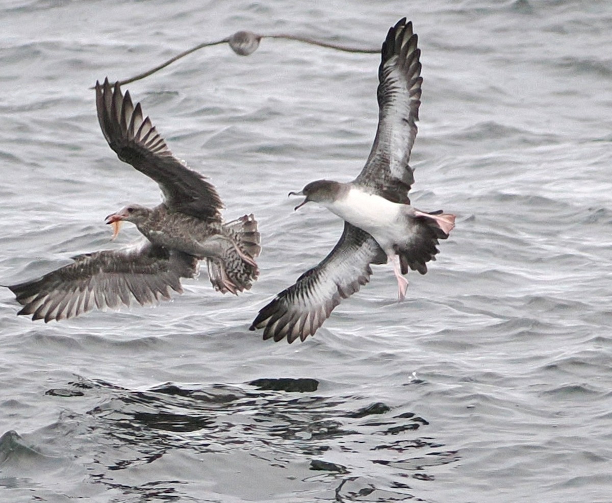 Pink-footed Shearwater - ML641022232
