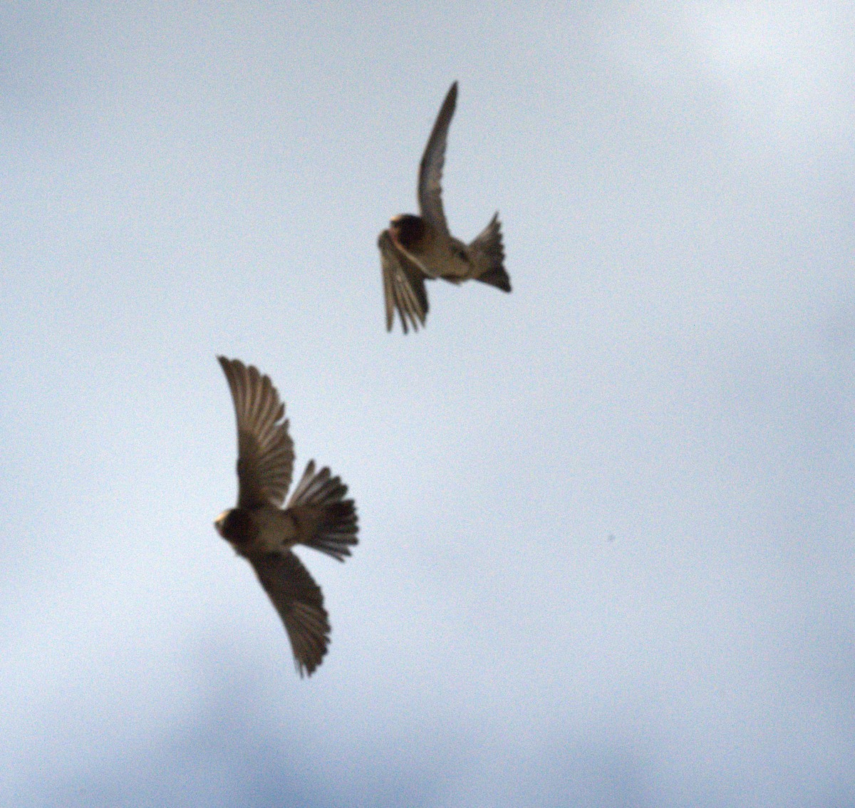 Cliff Swallow - ML641022239