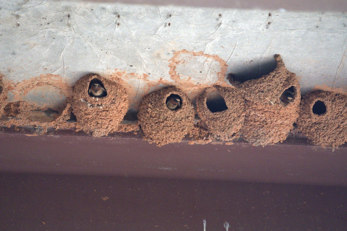 Cliff Swallow - ML641022240