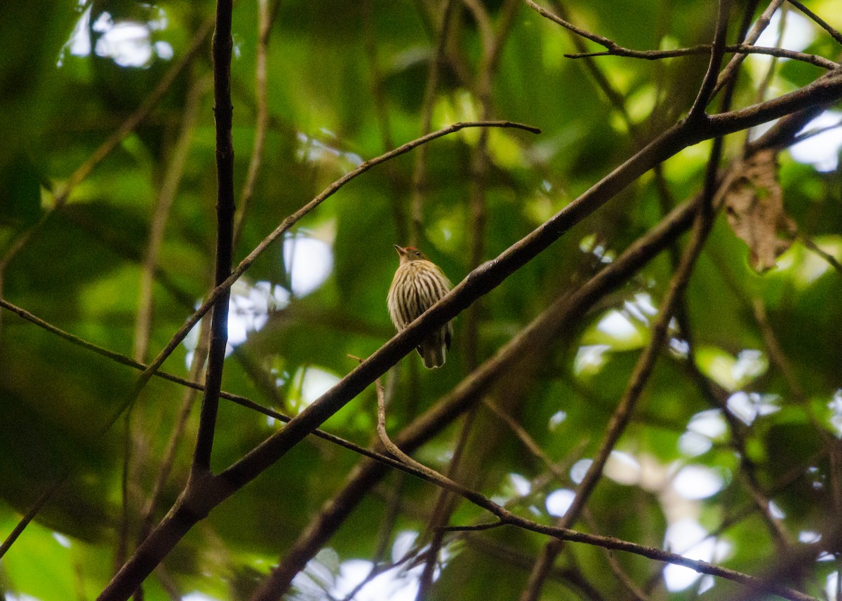 Kinglet Manakin - ML641022258