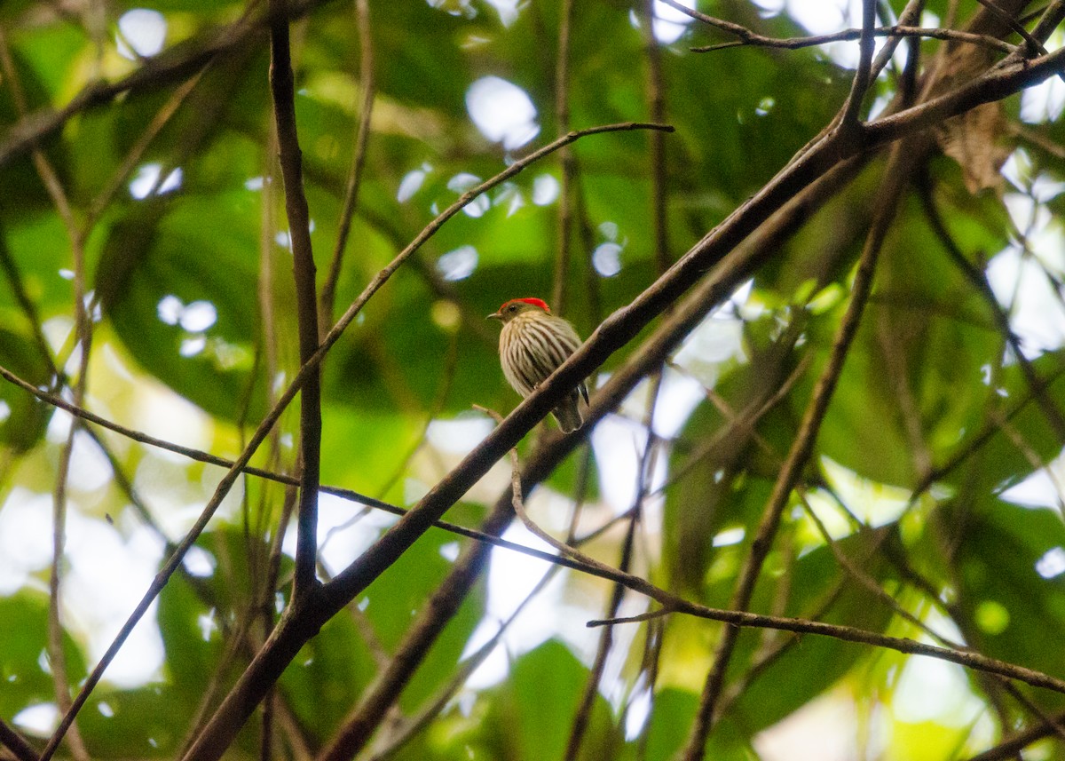 Kinglet Manakin - ML641022261