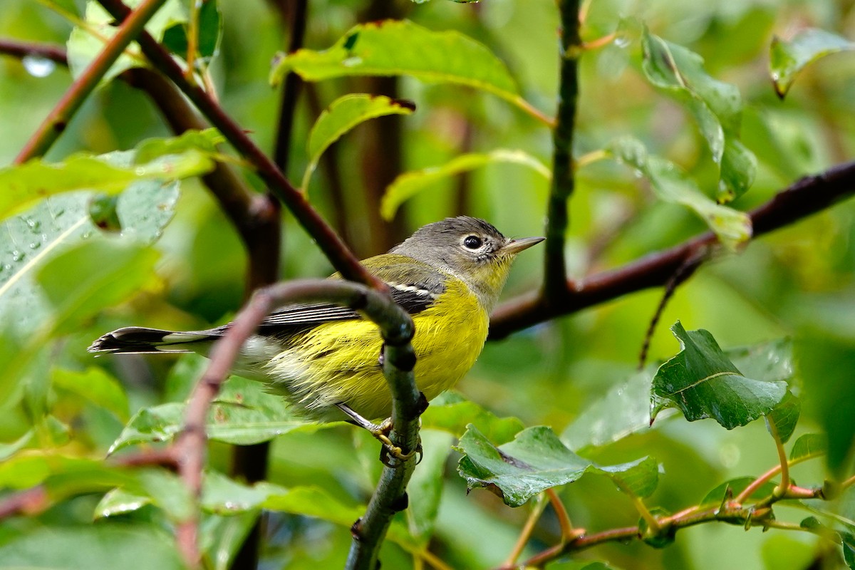 Magnolia Warbler - ML641022265