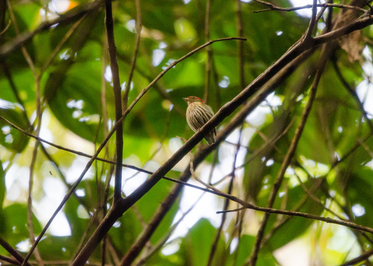 Kinglet Manakin - ML641022282