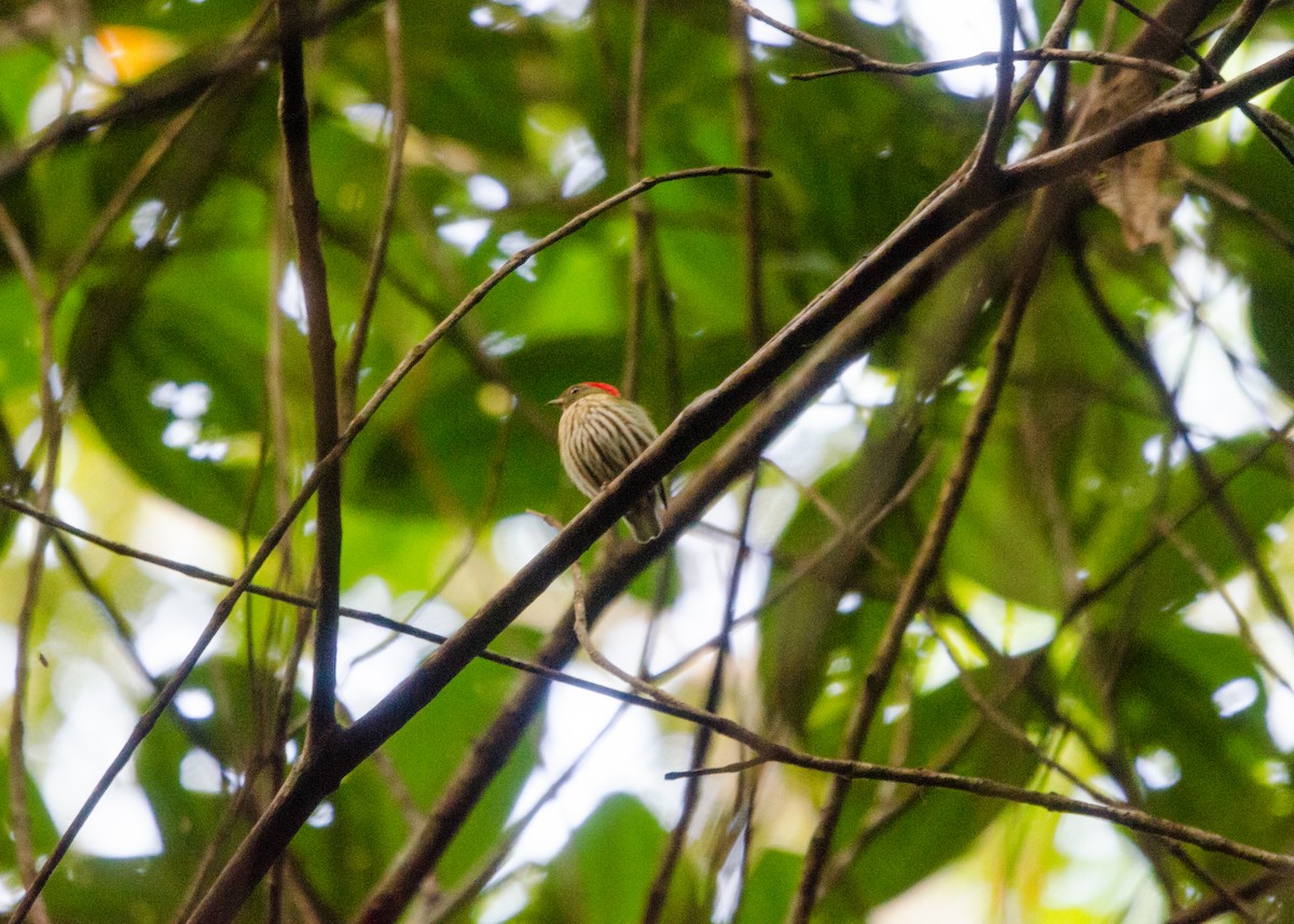 Kinglet Manakin - ML641022287