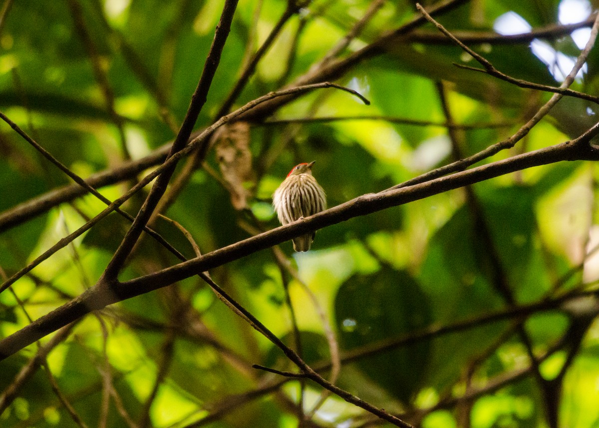 Kinglet Manakin - ML641022288