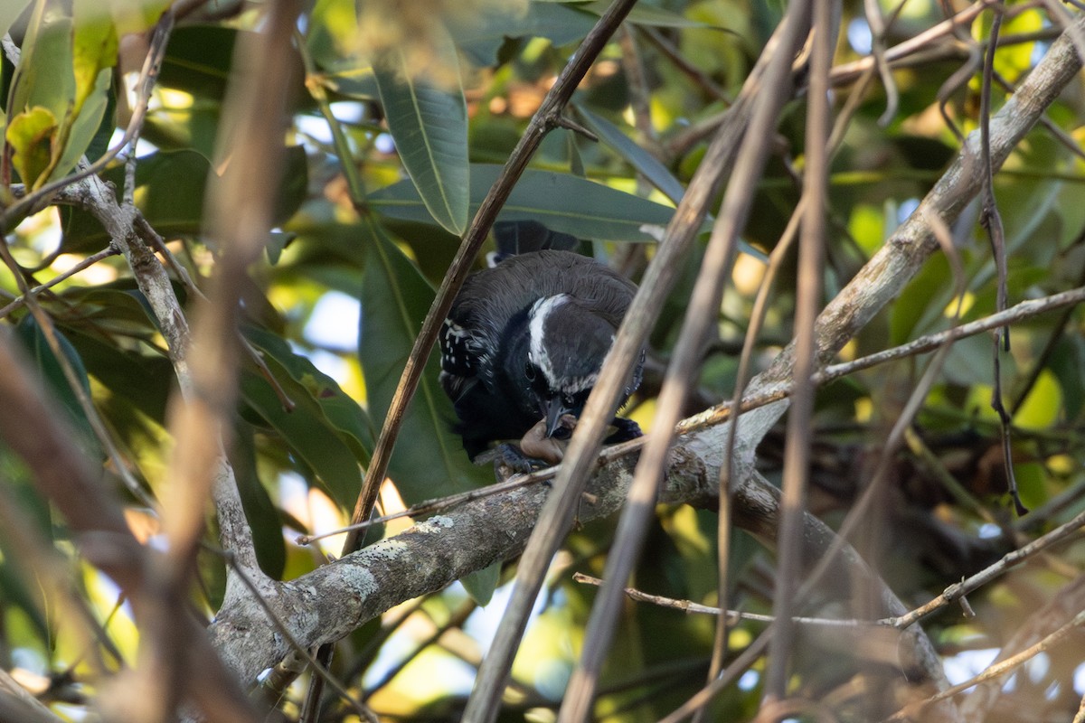 Black-bellied Antwren - ML641022289