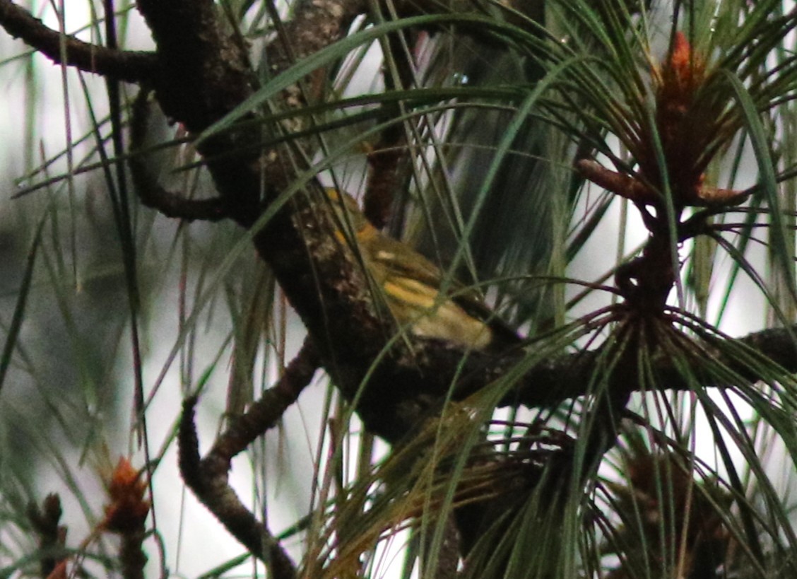 Cape May Warbler - ML641022303