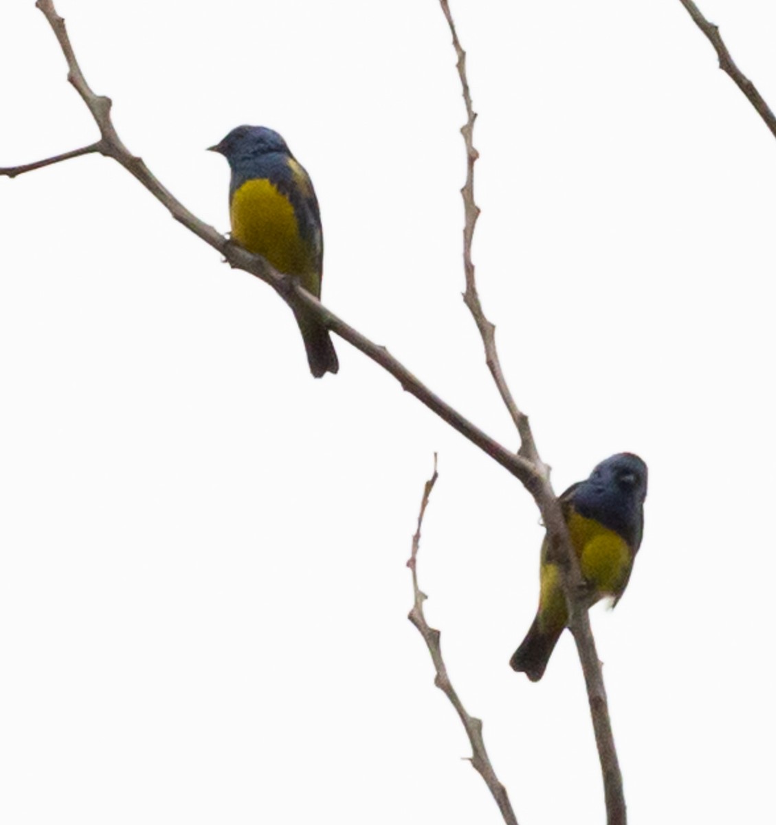 Turquoise Tanager - ML641022304