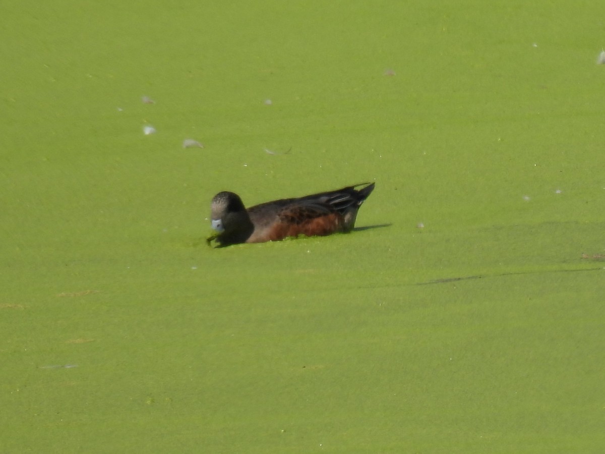 American Wigeon - ML641022309