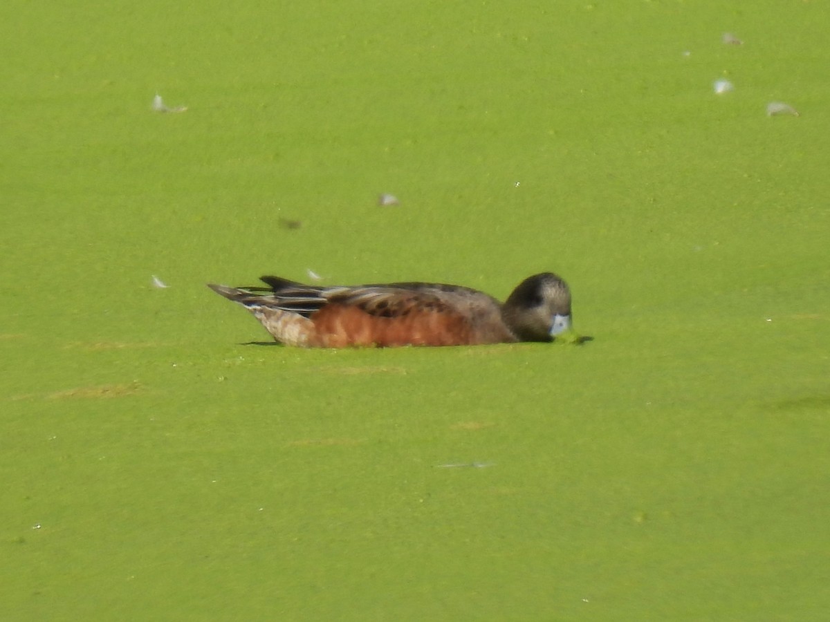 American Wigeon - ML641022310