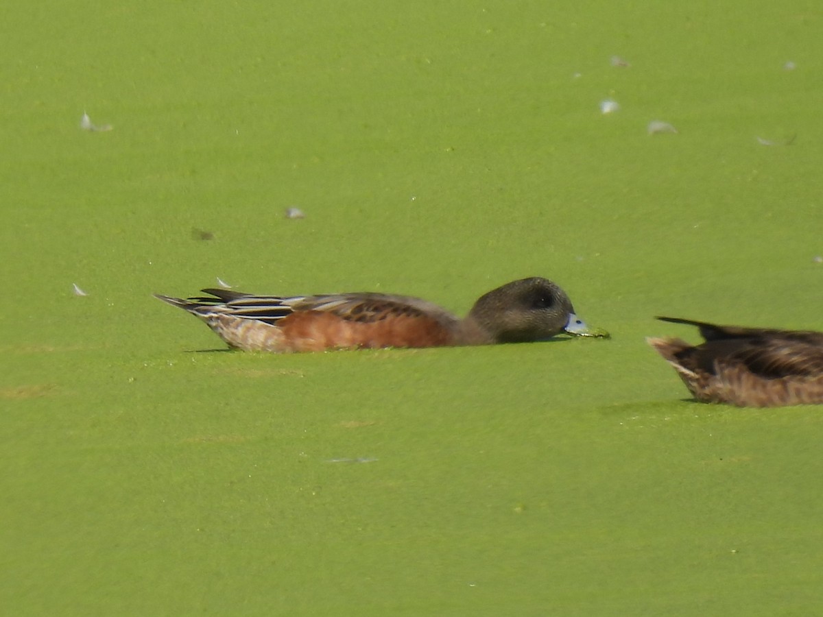 American Wigeon - ML641022311