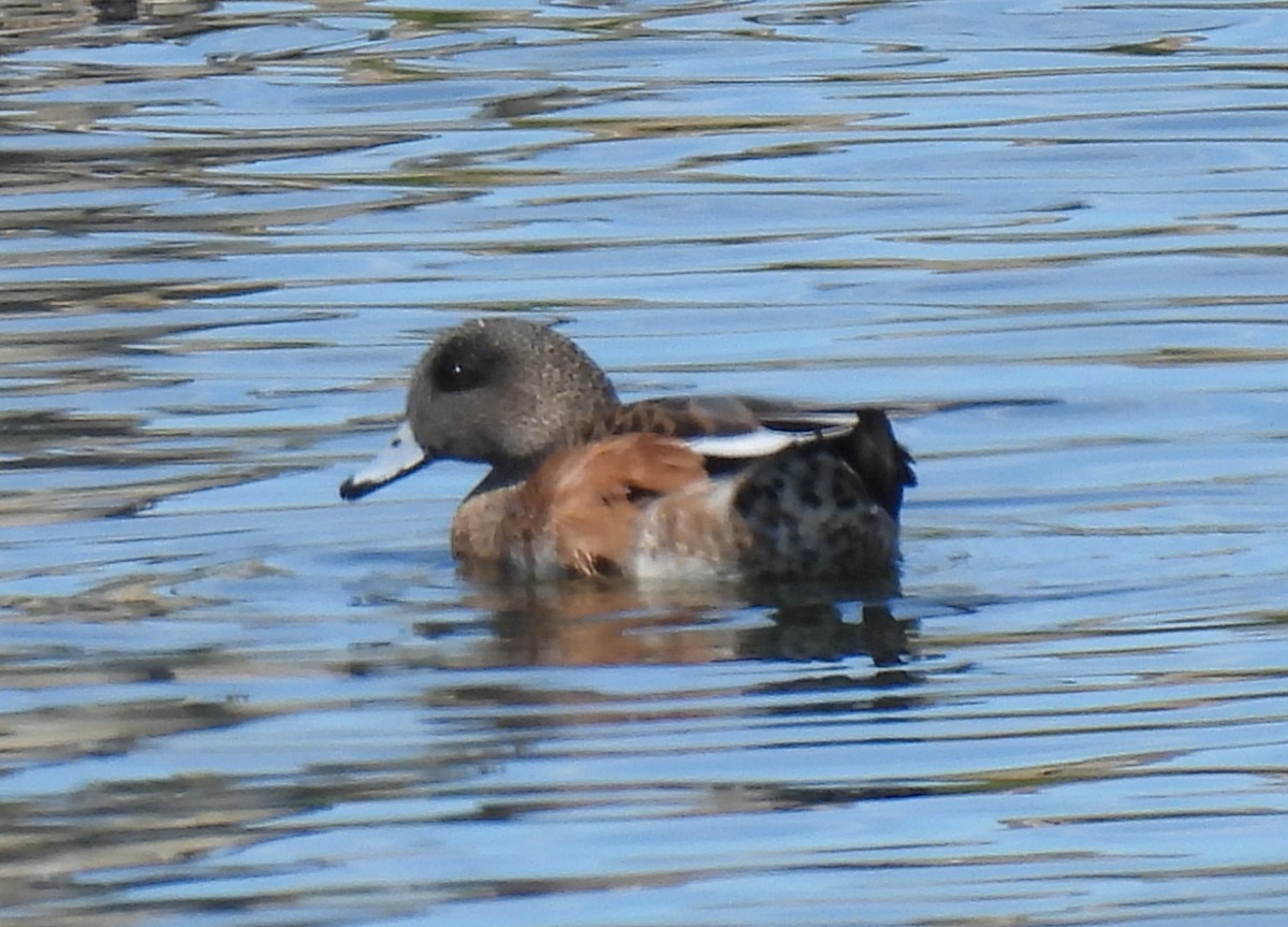 American Wigeon - ML641022312