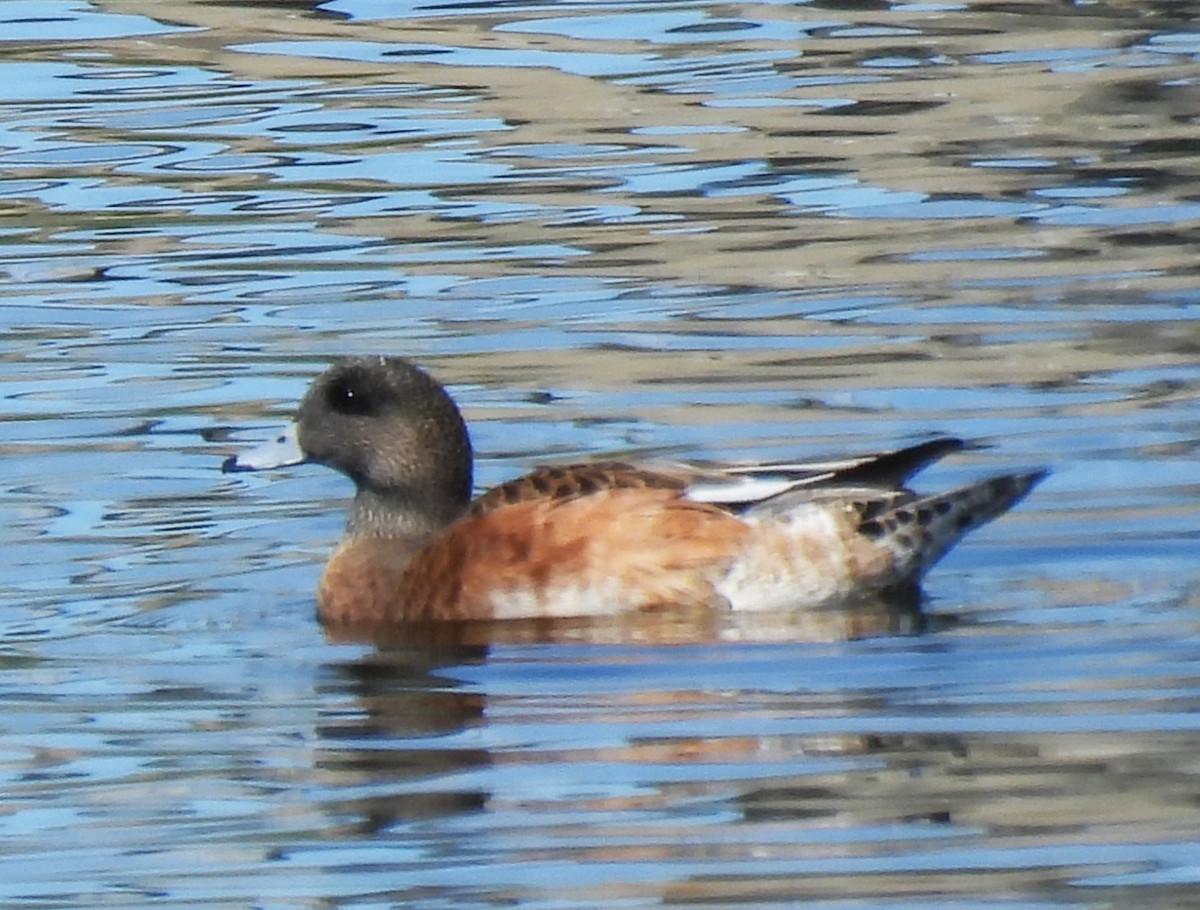 American Wigeon - ML641022313