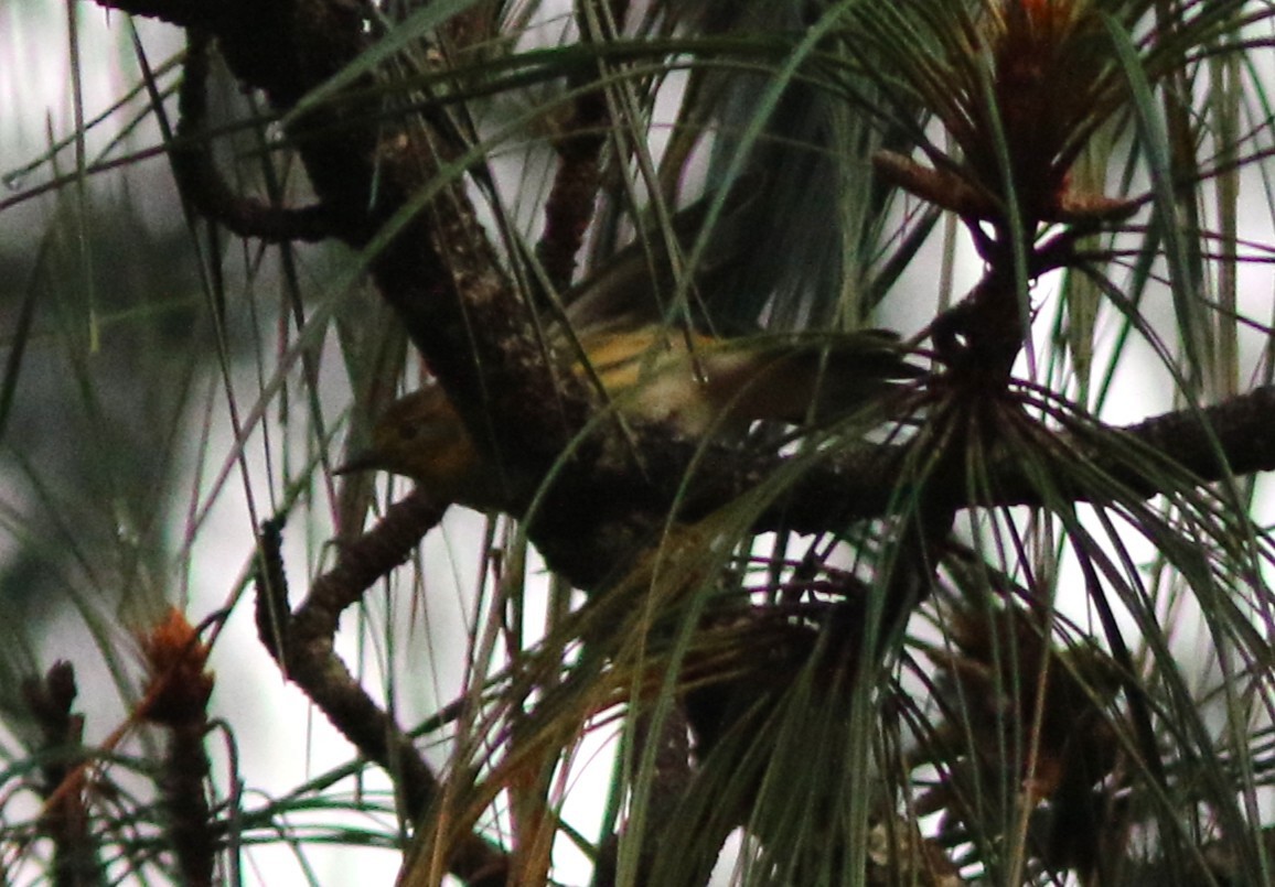 Cape May Warbler - ML641022323