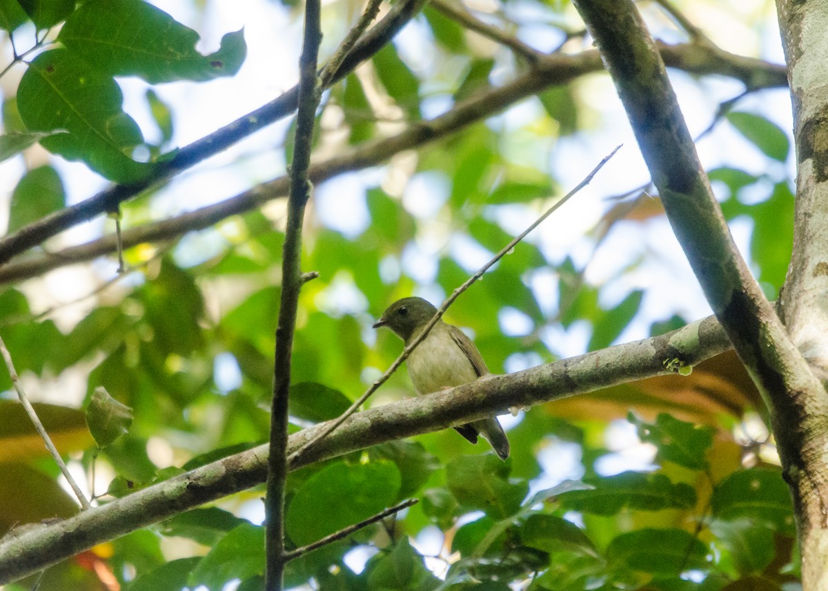 Blue-backed Manakin - ML641022330