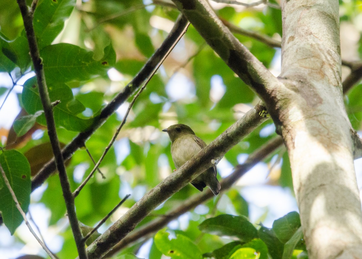 Blue-backed Manakin - ML641022331