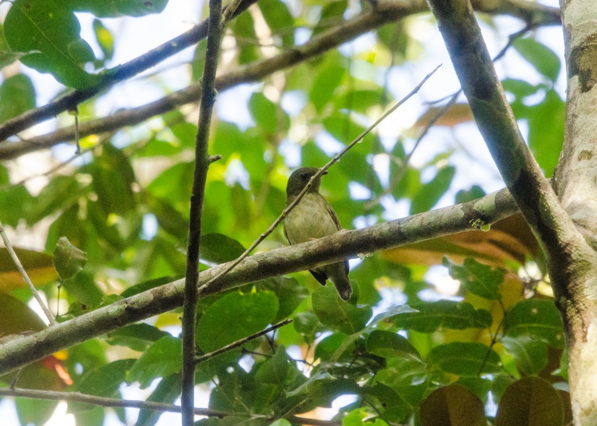 Blue-backed Manakin - ML641022336