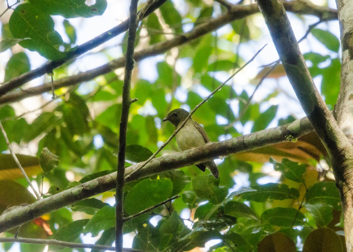 Blue-backed Manakin - ML641022345
