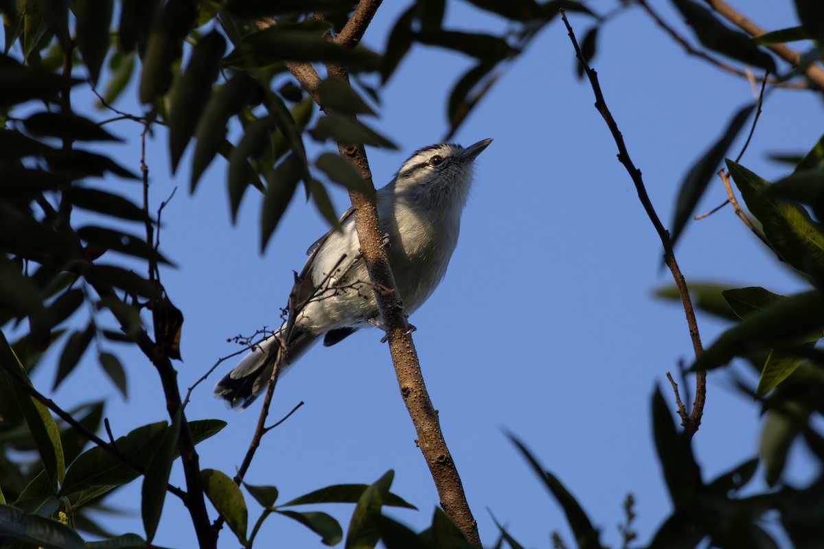Black-capped Antwren - ML641022358