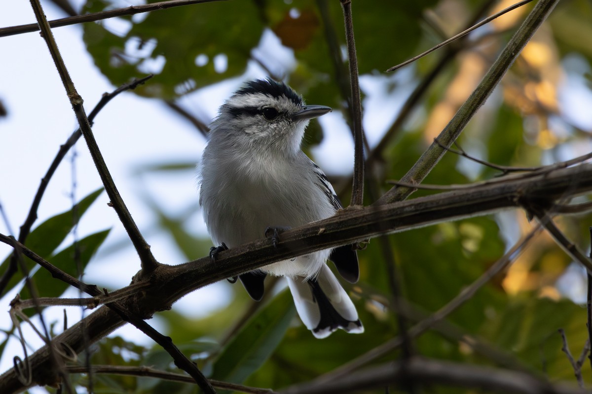 Black-capped Antwren - ML641022359
