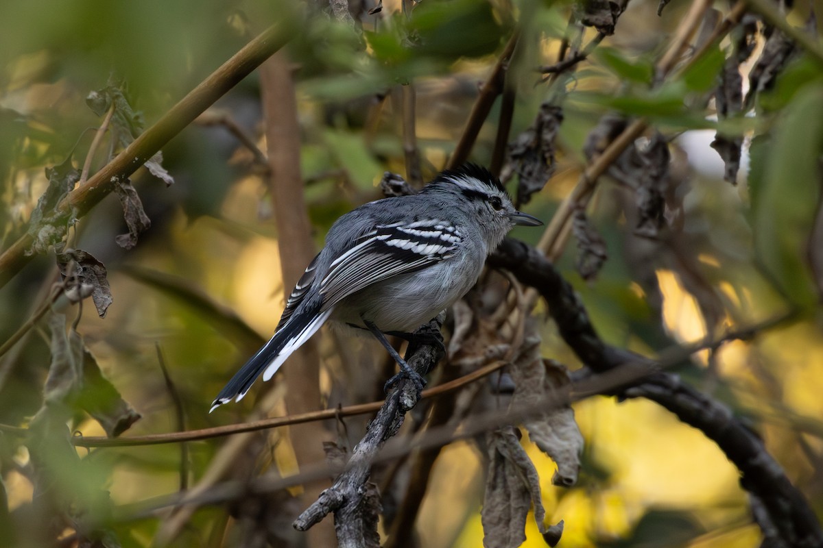 Black-capped Antwren - ML641022361