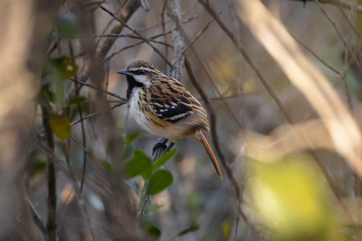 Stripe-backed Antbird - ML641022370