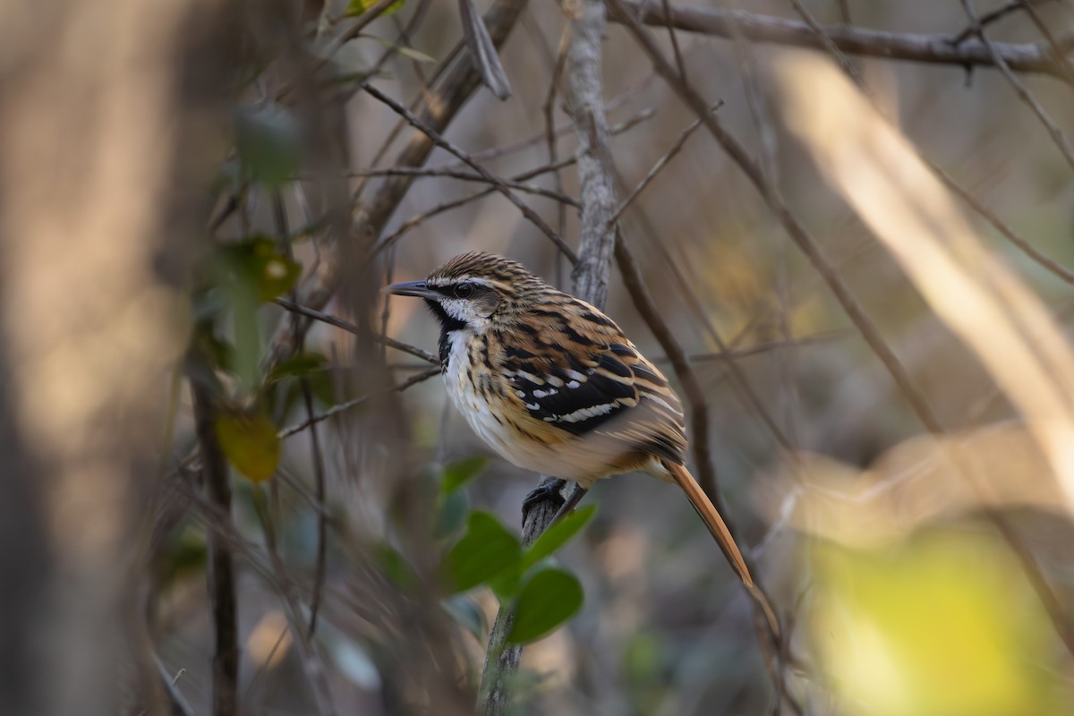 Stripe-backed Antbird - ML641022373