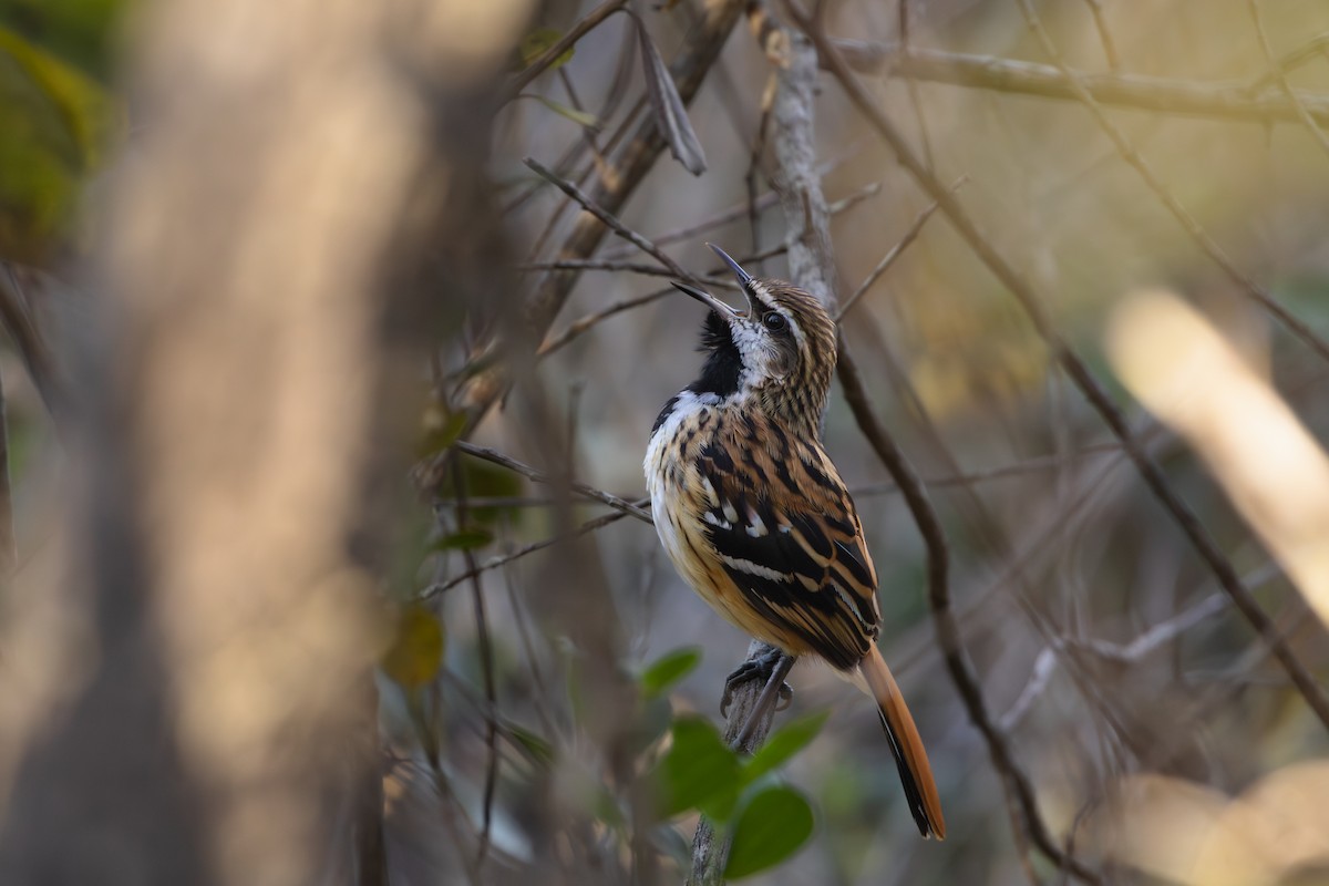 Stripe-backed Antbird - ML641022374
