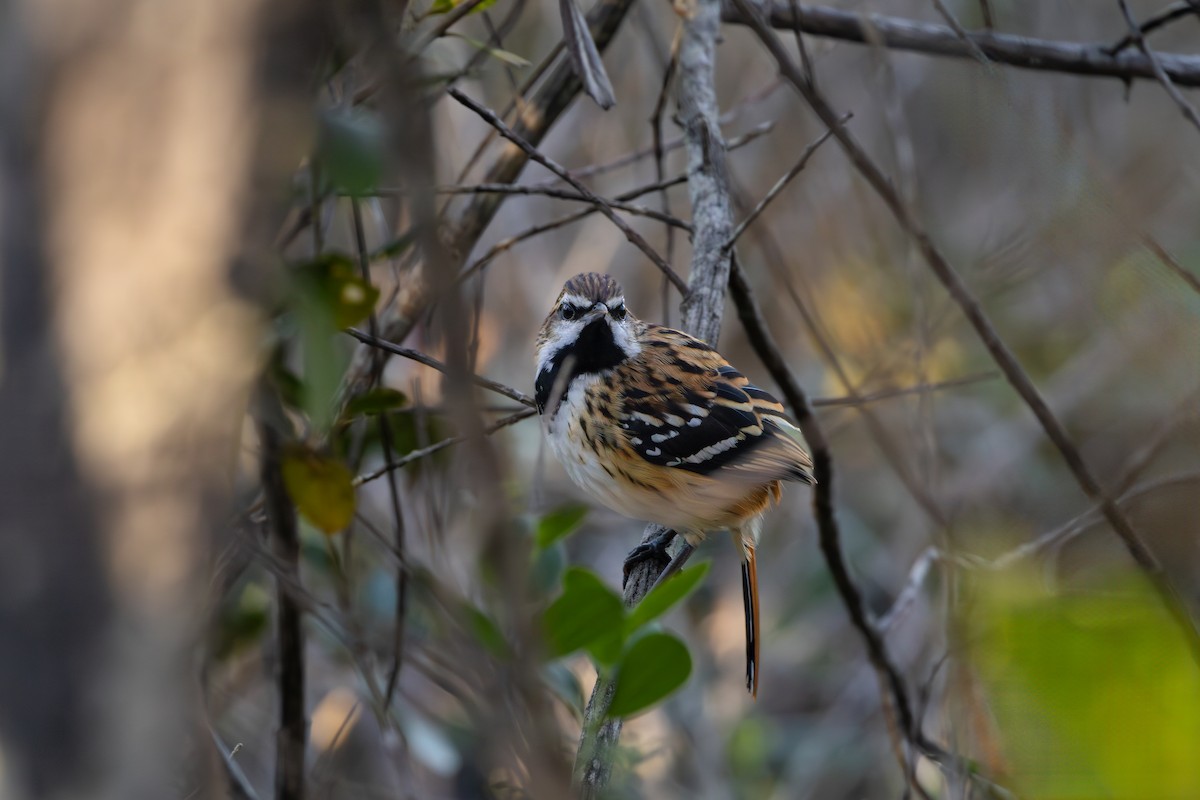 Stripe-backed Antbird - ML641022375