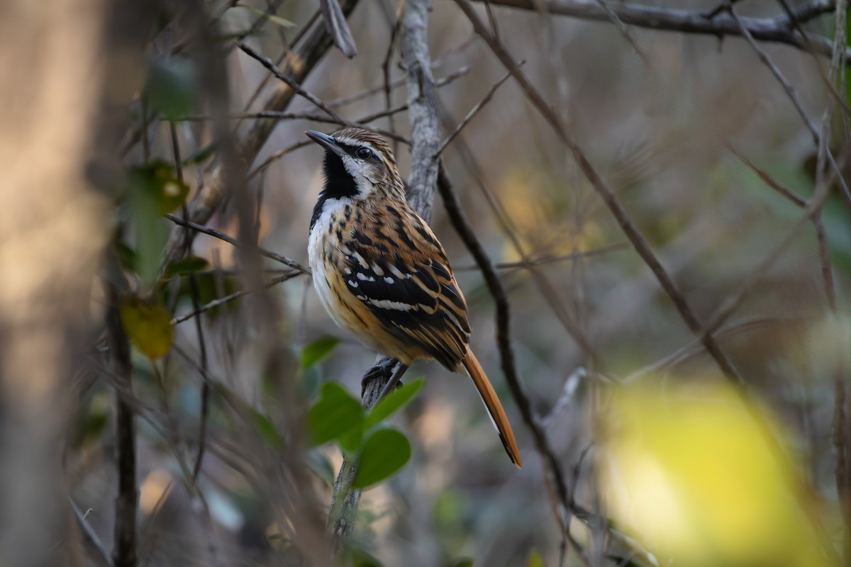 Stripe-backed Antbird - ML641022376